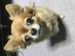 チワワのセナくん